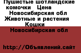 Пушистые шотландские комочки › Цена ­ 2 000 - Новосибирская обл. Животные и растения » Кошки   . Новосибирская обл.